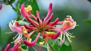 La planta trepadora de flores delicadas que es ideal para dar un toque de color a tu terraza