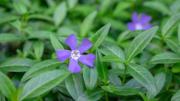 La planta ‘cubresuelo’ con flores azules que tolera las heladas y exige pocos cuidados de jardinería