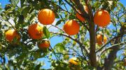 Puedo tomar los frutos del árbol del vecino si están invadiendo mi jardín