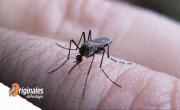 Alertan un brote de dengue en las próximas semanas: cuáles son las zonas más complicadas