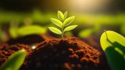 Las plantas que son muy peligrosas y ni siquiera se deberían tocar en el jardín