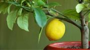 Cuáles son los árboles frutales que pueden cultivarse en maceta, según expertos en jardinería
