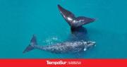 Llegó la primera ballena franca austral a Península Valdés