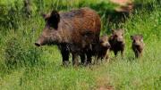 El veterinario Ignacio Celedón aseguró que la caza de las hembras de jabalí es clave para controlar la plaga