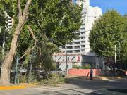 Se desprendió una gran rama en el centro de Neuquén: hubo complicaciones en el tránsito en Casa de Gobierno