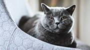 Qué significa que tu gato te mire con los ojos entrecerrados, según especialista