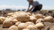 Ministerio de Desarrollo Rural distribuirá Bs 1.997 millones en programas para mejorar la producción este año