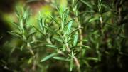 El ingrediente que debes agregarle a tu planta de romero para que crezca verde, fuerte y sana