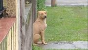 Romel: el perro callejero que dividió a un barrio