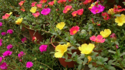 La planta suculenta que tiene flores los 365 días del año y requiere pocos cuidados