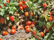 Milanesas con ensalada, un lujo: el tomate subió 105%, la lechuga 73,1% y el cuadril un 8,5%