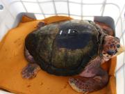 Después de 40 años en cautiverio, liberaron al tortugo Jorge en el mar