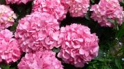 El truco casero para revitalizar tus hortensias y que estallen de flores