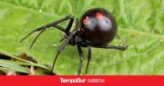 Detectan presencia de viudas negras en El Chaltén
