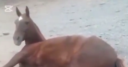 Después de la cabalgata, abandonaron a un caballo herido que cayó de un camión en plena ruta
