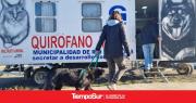 Castraciones, reducción de impuestos y alimentos lo más solicitado