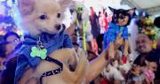 Desfile de mascotas en San Martín por el Día del Animal
