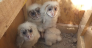 ¡Sorpresa en San Juan! Encontraron una familia de lechuzas en una chimenea y las reubicaron en un árbol del jardín