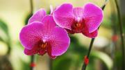 El método japonés para regar las orquídeas: mejora las flores y las raíces de la planta