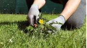 Cómo eliminar las malas hierbas de diente de león del césped para siempre