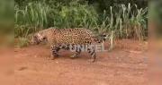 Vecinos aseguran que tres jaguares merodean la zona de Arroyito en Santa Cruz de la Sierra