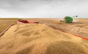 Se desploma el precio de la soja y crece el freno en las ventas del campo
