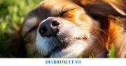 Qué significa cuando los perros comen pasto ¿están enfermos?