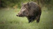Autorizaron la caza del jabalí europeo en la provincia de Buenos Aires