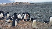 ¿Macho o hembra?: los huesos de pingüino pueden contener esa respuesta