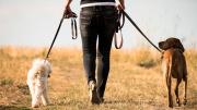 Presta atención: estos son los errores más comunes a la hora de pasear a tu perro