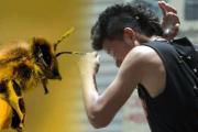 Hospitalizan a adultos y niños con múltiples picaduras, tras feroz ataque de abejas