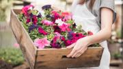 El truco casero para que tus petunias estallen de flores y alegren tu jardín