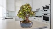 Cómo activar la abundancia del árbol de Jade en la cocina