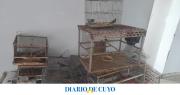 Decomisaron 17 aves que en el mercado negro tienen un valor de más $22 millones