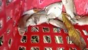 Detienen a cuatro ciudadanos peruanos por tráfico de peces en Beni