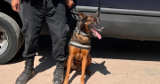 “Perros bomberos” mostrarán sus habilidades en la Casa de Sarmiento, por el Día del Animal