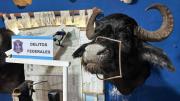 Descubrieron y allanaron taller clandestino de taxidermia en Berazategui