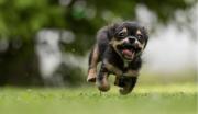 Estas son las palabras que más emocionan a los perros, según un estudio científico