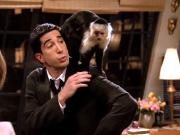 Día del animal en el streaming: seis series con una mascota como protagonista, de Friends a Alf, pasando por Modern Family