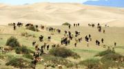 Un bosque está consumiendo a uno de los desiertos más grande del mundo