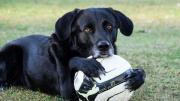 Por el día del animal organizaron un festival donde las mascotas serán las protagonistas