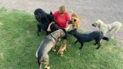 Rescató a 10 perros y cuida a más de 200 en un refugio: “Mi amor por los animales es de siempre”