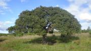 El imponente árbol que no rompe el suelo, da mucha sombra y resiste a la sequía