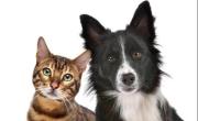Este martes 29 de abril es el Día del Animal: ¿Por qué se celebra?