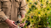 Investigan un robo millonario a una asociación de cannabis medicinal de El Bolsón