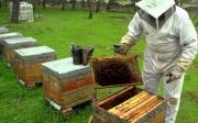 Curso de iniciación en Producción Apícola de INTA: dónde es y cómo inscribirse