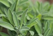 Una planta que regularía niveles de glucosa: cuál es su contraindicación