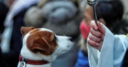 Bendecirán a las mascotas en San Juan: cómo participar