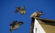 Las poblaciones de pájaros se reducen y un estudio explica por qué