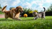 No tires tus remeras viejas: puedes hacer este divertido juguete para consentir a tu mascota